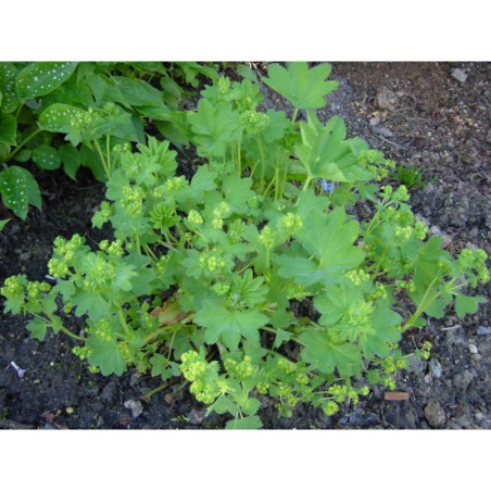 Alchemila mollis - kontryhel