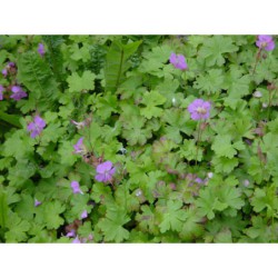 Geranium dalmaticum - kakost