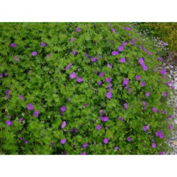Geranium sanguineum - kakost krvavý