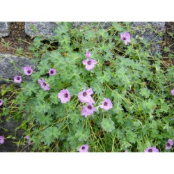 Geranium cinereum - kakost