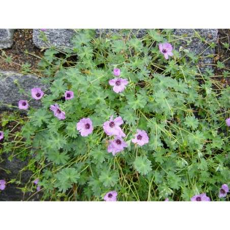 Geranium cinereum - kakost