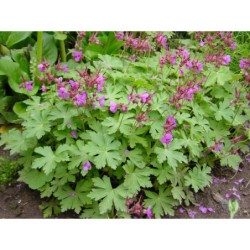 Geranium macrorhizum - kakost