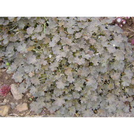 Geranium sessiliflorum v.nigrum - kakost