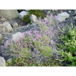 Acantholimon araxanum