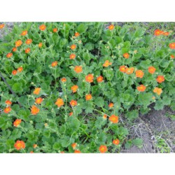 Geum coccineum - kuklík
