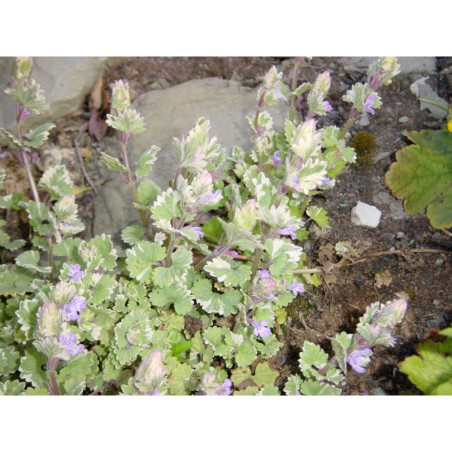 Glechoma hederacea - popenec