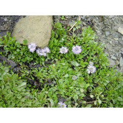 Globularia cordifolia - koulenka srdčitá