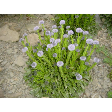 Globularia elongata - koulenka vyšší