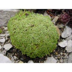 Gypsophila aretioides - šater