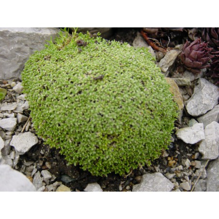 Gypsophila aretioides - šater