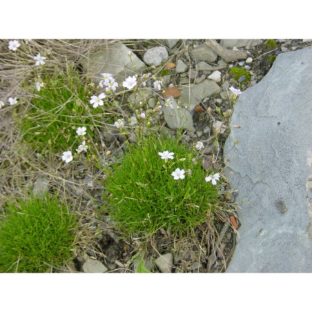 Gypsophila bungeana - šater