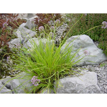 Allium senescens - česnek šerý