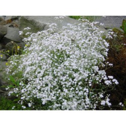 Gypsophila paniculata - šater, nevěstin závoj