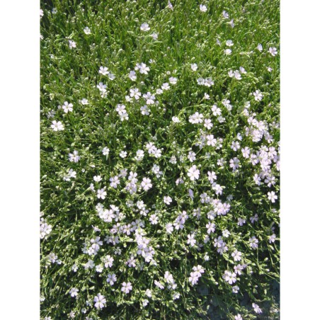 Gypsophila repens - šater