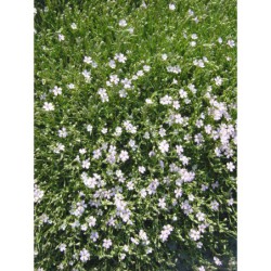 Gypsophila repens - šater