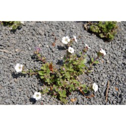Gypsophila cerastioides - šater rožcolistý