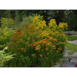 Helenium hybridum - záplevák