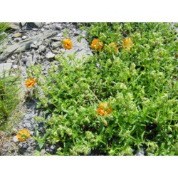 Helianthemum Aurora - devaterník