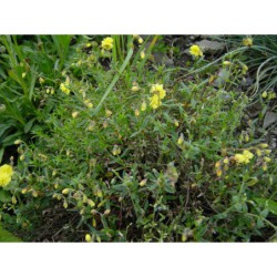 Helianthemum Gelbe Perle - devaterník