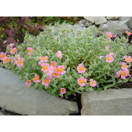 Helianthemum Rhodanthe Carneum - devaterník