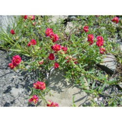 Helianthemum Rubín - devaterník