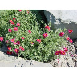 Helianthemum červený jednoduchý - devaterník