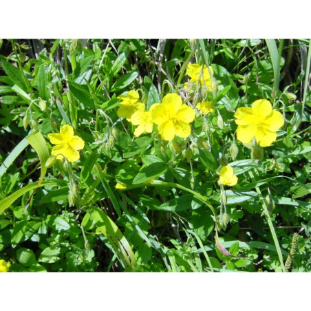 Helianthemum grandiflorum - devaterník