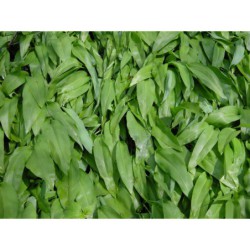 Allium ursinum - česnek medvědí