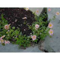 Helianthemum růžový plnokvětý - devaterník