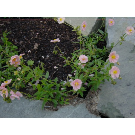 Helianthemum růžový plnokvětý - devaterník