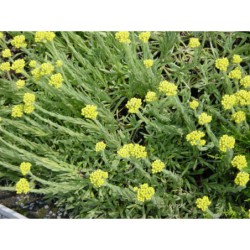 Helichrysum virgineum - smil