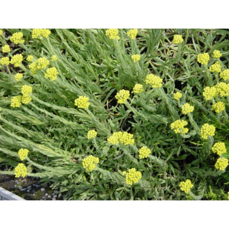 Helichrysum virgineum - smil