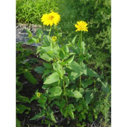 Heliopsis scabra - janeba