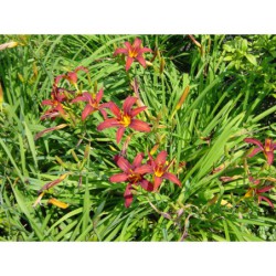 Hemerocalis  Red Cup - denivka