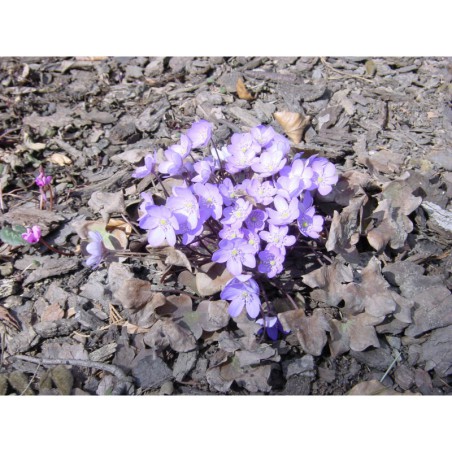 Hepatica nobilis - jaterník