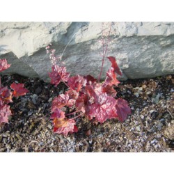 Heuchera micrantha Purple - dlužicha