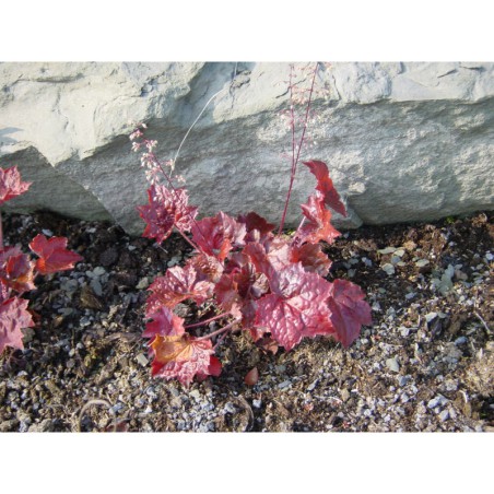 Heuchera micrantha Purple - dlužicha