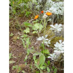 Hieracium aurantiacum - jestřábník oranžový