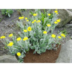 Hieracium lanatum - jestřábník huňatý