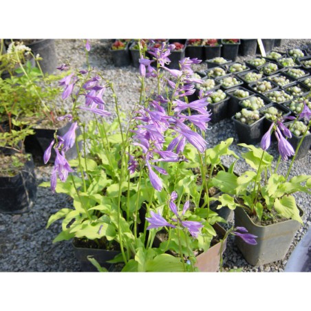 Hosta lancifolia Minima - bohyška