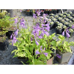 Hosta lancifolia Minima - bohyška