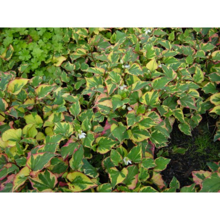 Houtuynia cordata Chameleon