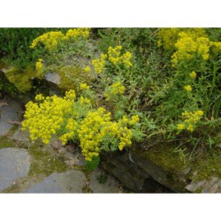 Alyssum argenteum - tařice stříbrná