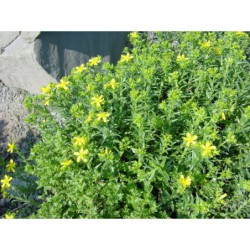 Hypericum orientale - třezalka