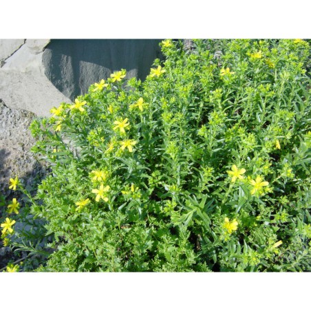 Hypericum orientale - třezalka