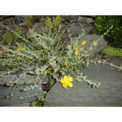 Hypericum polyphyllum - třezalka