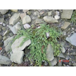 Hypericum ericoides - třezalka