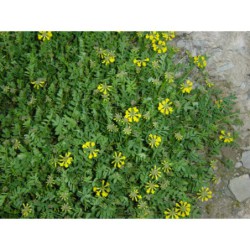 Hippocrepis comosa - podkovka