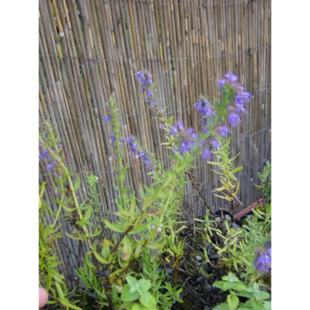 Hyssopus officinalis - yzop lékařský