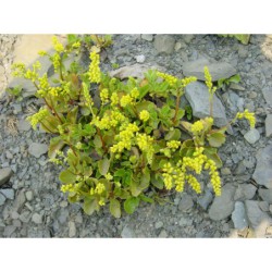 Chiastophyllum oppositifolium